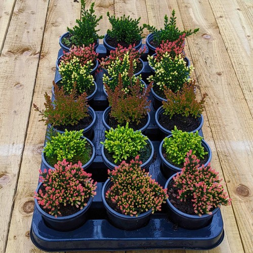 Calluna Heathers | Large Flowering Evergreen Bushy Shrub Mix | 18 Potted Plants - Picture 4 of 6