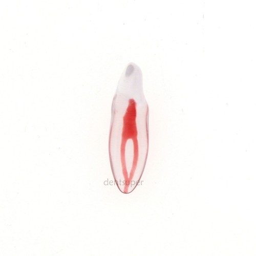 Modelo de Entrenamiento Dental, Dientes 3D con Raíz Curvada, 12 Tamaños, ECA Endo Practice - Imagen 27 de 92