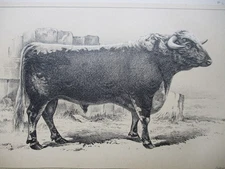 Rare Book US Consular Reports CATTLE AND DAIRY FARMING 1888 w/171 Plates COWS