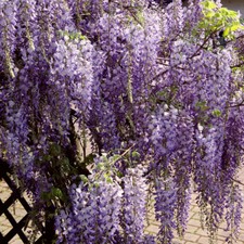 Chinese Wisteria Sinensis Prolific in 2L Pot - Blue Scented Climbing Hardy Shrub