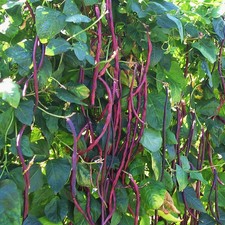 Purple Mart Yard Long Bean Seeds - 30 Count - For 2026 Planting Pole Vegetable