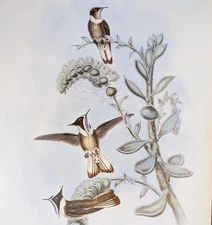 John Gould HELMET-CREST Hummingbirds Vintage Bird Art Print Bookplate S-41