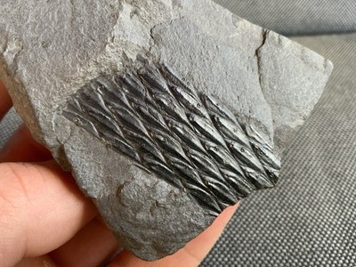 Seltener fossiler Pflanzenstamm, Karbonkohlemaß, Derbyshire, England