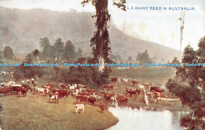 R280906 A Dairy Herd In Australia No 1 Printing Craft The Commonwealth Of Austra