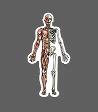 Skeletal Muscle Sticker Person Waterproof Med Medical Science Gift NEW