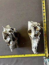 Two Real Authentic Pig Hog Skull From Texas Science Taxidermy Hunting Oddity