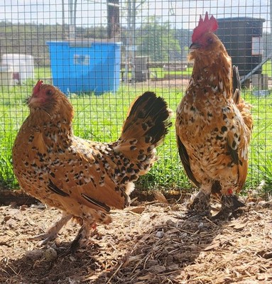 HATCHING EGGS (6) Belgian millie flure d Uccle 