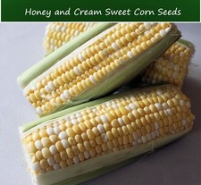 Vegetable Seeds -Honey Cream Sweet Corn- 50 Seeds -Bi Color