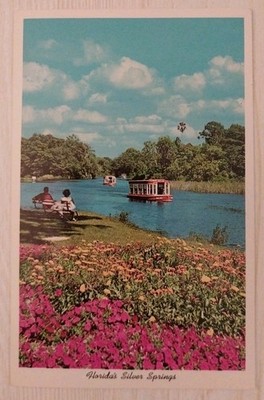 Florida's Silver Springs Crooked Palm ~ Vintage 1960s Postcard~ Curteich~4DK-876