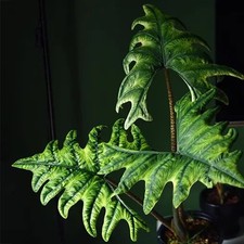 Stunning Alocasia Jacklyn- rare  houseplant pot 6 cm