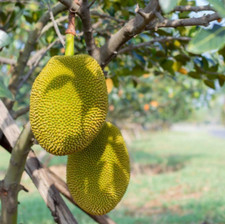 Live Jackfruit Plant   8  10" Tall   Tropical Fruit Tree in 4  Pot for Garden