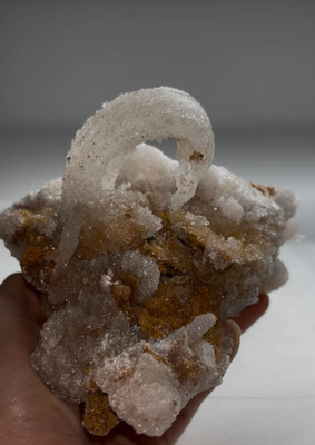 Druzy Ram s Horn Selenite on Matrix   Tawima Mine, Guelaia Cercle, Nador Provinc