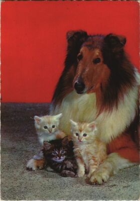 CPA AK Scottish shepherd DOG (1178134)