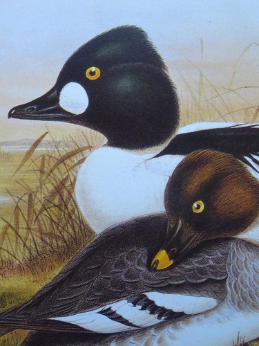 Vintage Birdlife Print CLANGULA GLAUCION Golden-eye Duck J. Gould & H.C. Richter - Picture 2 of 3