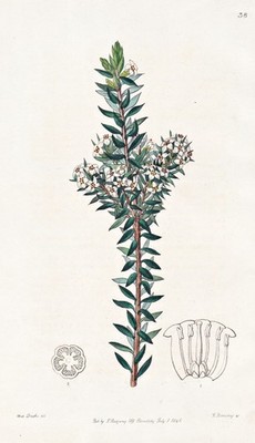 Epacris dubia Blume Botanik flower botany Edwards Kupferstich 1846