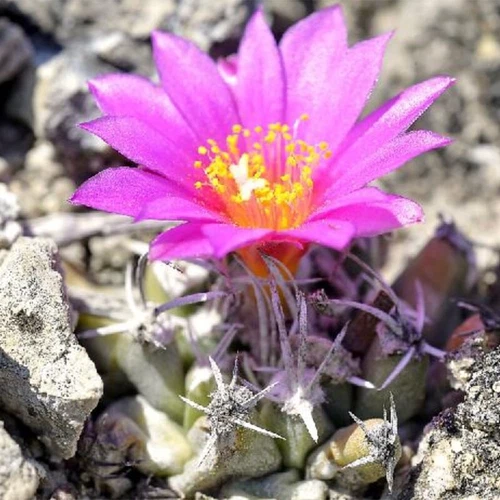 Turbinicarpus nikolae RS 2734 San Luis Potosi, MX | 10 seeds | RARE - Picture 1 of 4