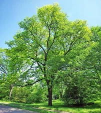 30+ Thornless Honey Locust Tree Seeds (Gleditsia triacanthos inermis)