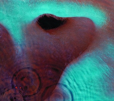 Pink Floyd - Meddle [New CD]