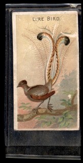 LYRE BIRD 1889 N5 Allen & Ginter Birds of the Tropics