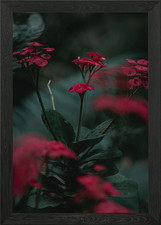 Euphorbia milii Framed Wall Art Poster Canvas Print Picture