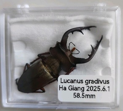 58.5mm lucanus gradivus vietnam rare