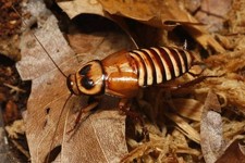 6ct Costa Rican Zebra Roach - Live Pet Feeder Insects