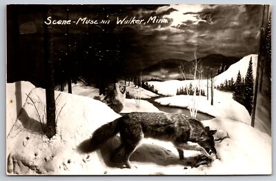 Walker Minnesota~Museum Interior~Wolf Eats Carcass in Winter @ Night~1950s RPPC