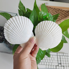 16PCS Sea Shells for Crafts 3-4'' White Scallop Shells for DIY Large Scallop S