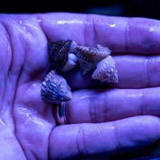 Astrea Turbo Snail, Marine Clean Up Crew, 25 Lot