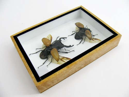 Odontolabis elegans M&F - ein riesiges Insekt in 3D Vitrine in Museumsqualität - Bild 7 von 12