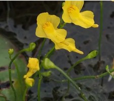 Pianta carnivora acquatica Utricularia Gibba Dionea Fiore NO SEMI torba Fiore
