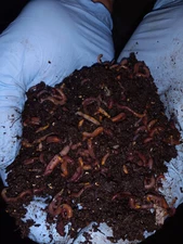 Live Farm Fresh Red Wiggler Compost Worms / From The Source / Free Shipping