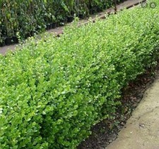 40 Buxus Box Hedging Plants 30-40cm Bushy Evergreen Sempervirens Bareroot