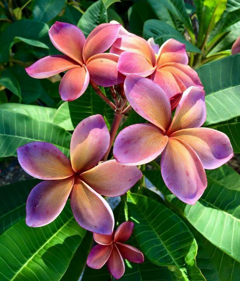 5 Pink Orange Plumeria Seeds Plants Flower Flowers Perennial Seed
