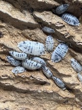 Live Isopods 50 count Party Mix with Milk Back, Dairy Cow, and Laevis Isopod