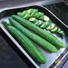 25+ Tasty Green Cucumber Seeds for Garden Planting - USA - FREE SHIPPING!