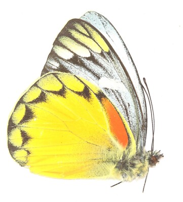 LEPIDOPTERA, PIERIDAE, DELIAS ORAIA from INDONESIA
