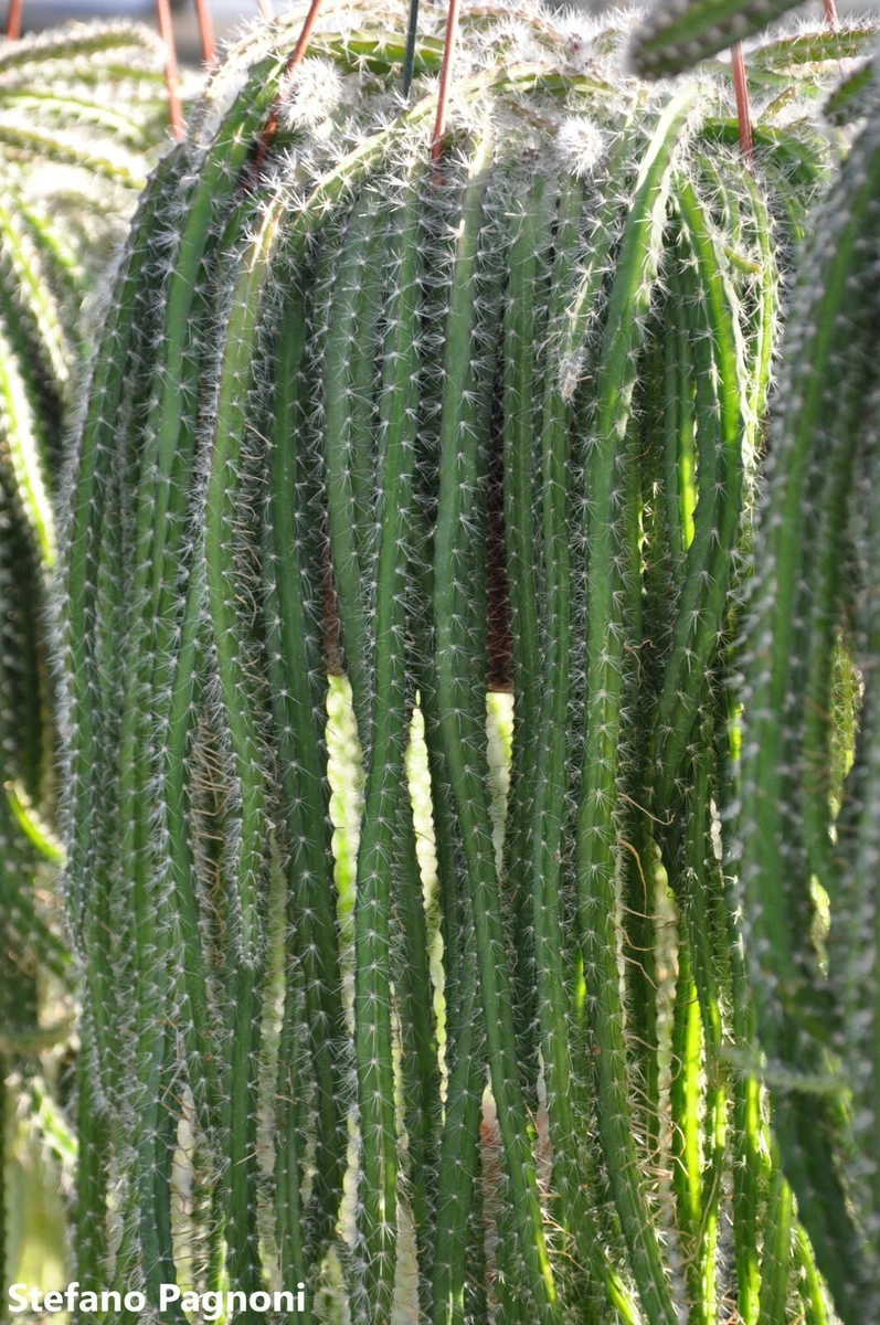 Selenicereus Validus - Rope-Like Stems Cactus - Very Fast Grower - 20 Seeds  | eBay