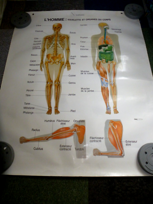 French Anatomy Poster french-anatomy-poster