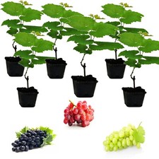 6 x Grape Vine Plant Mix - Grapes Like Bianca, Red Suffolk and Boskoop