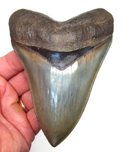 5.31” Megalodon Shark Tooth - BEST of the BEST - Museum Grade - NO Restorations