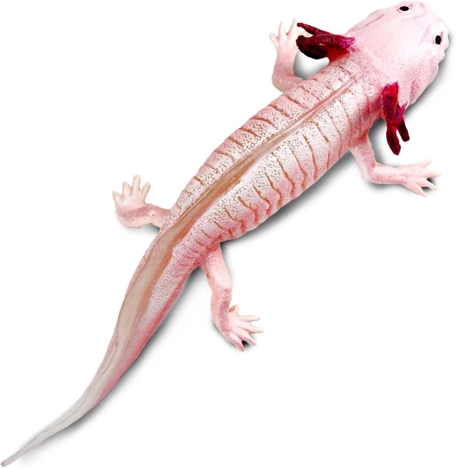 Figura Axolotl - Figura Modelo Realista 7" Juguete Educativo para Niños Niñas Niños Foto 3 de 4