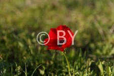 Photo Digital Product Illustration. Anemon flower. 