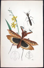 1854,WESTWOOD'S ARCANA ENTOMOLOGICA HandPainted MANTIDAEA MANTIS VPG