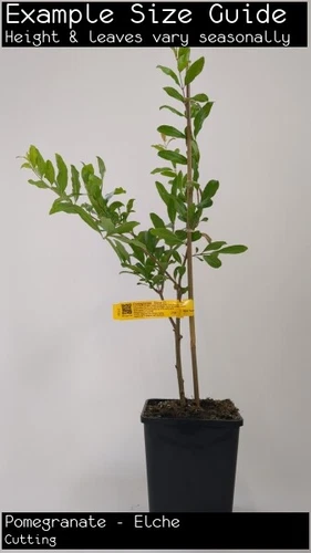 Pomegranate - Elche (Punica granatum) Fruit Tree Plant