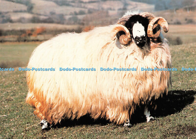 D067676 Rough Fell. Britische Schafrassen. Gefunden auf den Fells von Nordengland