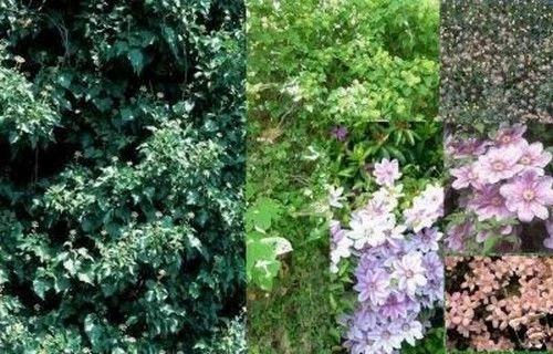 SAMEN Saatgut dekorative Kletter Pflanzen Samen Garten EFEU Sämereien