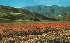 Postcard Malibu California Japanese Geranium Farm USA