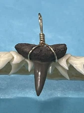 SHARK TOOTH PENDANT..7/8 Inch Fossilized LEMON Shark Tooth From Bone Valley Fl 
