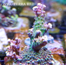WWC TERRA RED (L) - SPS LIVE CORAL
